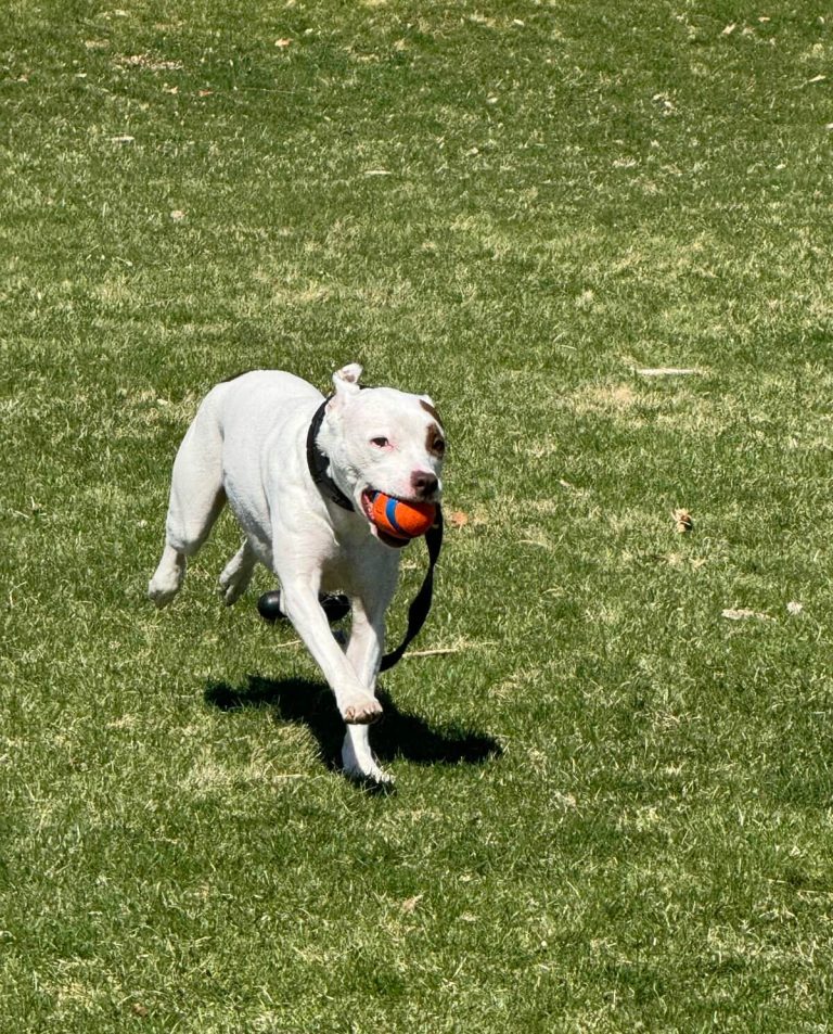 Dog Walking in Medford, MA