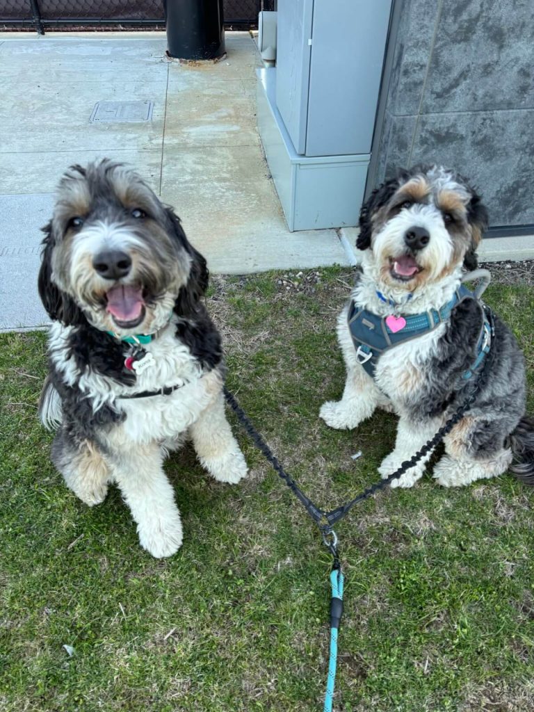 Dog Walking in Medford, MA