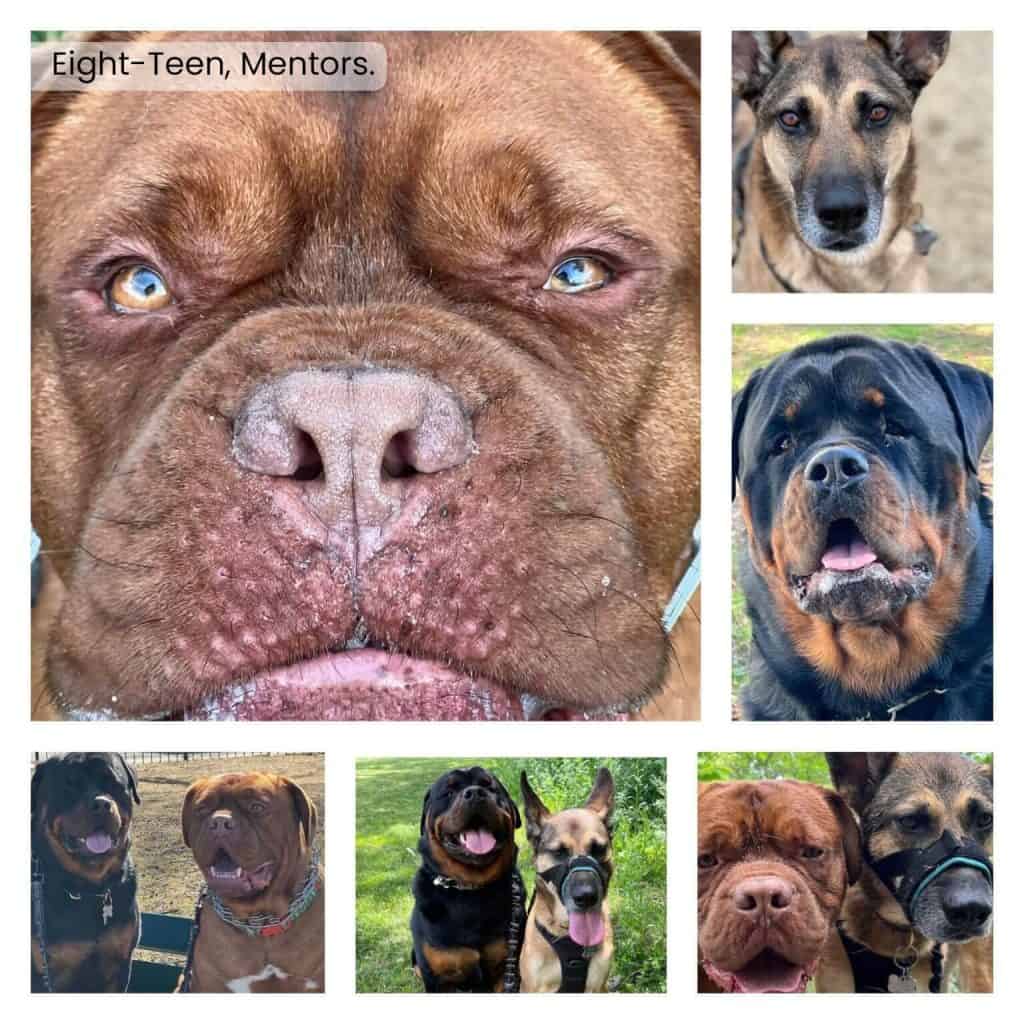 Close-up of a content Rottweiler and other dogs enjoying outdoor walks.